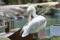 A pelican in captivity grooming itself with its large elongated bill Royalty Free Stock Photo