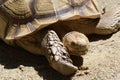 A Ploughshare Tortoise basking under the midday sun Royalty Free Stock Photo