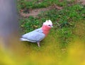 Beautiful Galah Cockatoo