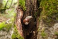 Snail on the tree