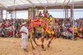 Camel dance at pushkar rajasthan india