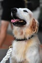 A retriever dog looking up Royalty Free Stock Photo