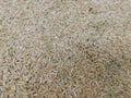 A rice grains close up photo with the grains all spread out Royalty Free Stock Photo