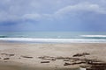 Large Group of Seagulls Flying on a Sandy Beach at San Gregorio State Lagoon and Beach Park, California