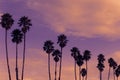 Row of Tall Palm Trees at Sunset on Santa Cruz Beach Boardwark, California