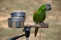 A single green parakeet perched on a branch with a pair of feeding water bowls Royalty Free Stock Photo