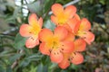 A small cluster of the Flame Azalea flowers growing in the wild Royalty Free Stock Photo