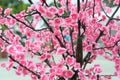 Some artificial fake cherry blossom flowers