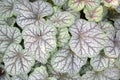 Some clusters of the Alumroot or Coralbells plant leaves Royalty Free Stock Photo