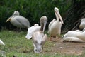 Some Pelicans birds resting on some rocks boulders