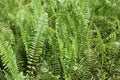 Some tall large green leaves that resembles fern leaves at a park Royalty Free Stock Photo