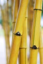 Yellow Bamboo