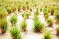 Sparsely packed grass patches on a dry soil land Royalty Free Stock Photo