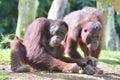 A pair of Sumatran Orangutans sitting on the ground in the wild Royalty Free Stock Photo