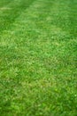 Grass background - Fundal iarba