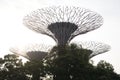 A photo taken on the Supertree structures at Singapore Gardens by the Bay