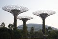 A photo taken on the Supertree structures at Singapore Gardens by the Bay