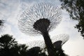 Supertree structures at Singapore Gardens by the Bay