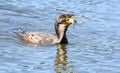 Cormorant fishing