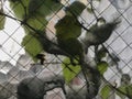 Vines Growing on Textured Glass Window