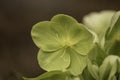 SINGLE LONEY LIME GREEN FLOWER