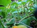 Photo taken under large green leaves with Yellow pumpkin flower in garden Royalty Free Stock Photo