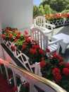 View of geraniums in Bloom