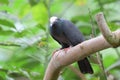 A White Crowned pigeon perching on the top of a tree branch in the wild