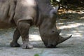 A photo taken on a White Rhinoceros sniffing at the ground