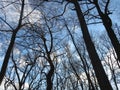 Tall Bare Trees in the Late Afternoon in Winter in January