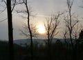 Tall leafless trees in front of the setting sun