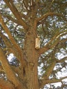 Old mature tree and branches with wildlife bird nest box Royalty Free Stock Photo