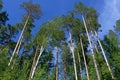 Photo tall pines against the blue sky Royalty Free Stock Photo