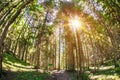 Tall trees in a wooded area with fisheye effect Royalty Free Stock Photo