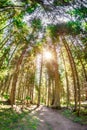 Tall trees in a wooded area with fisheye effect Royalty Free Stock Photo