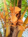 Photo of tasty ripe yellow coconuts growing on hte palm tree Royalty Free Stock Photo