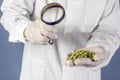 Team of Biologists Men Examining Genetically Engineered Foods Plants Wheat Seed Hybrid in Organic Agriculture Science Laboratory