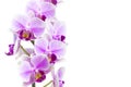 Photo of tender orchid branch blossoming with purple flowers isolated on white background. Phalaenopsis orchid flower blooming twi Royalty Free Stock Photo