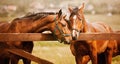 Photo of tenderness among bay horses. Equestrian life on the farm. Agriculture and horse care Royalty Free Stock Photo