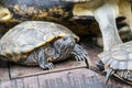 Terrapin on the move after sunbasking Royalty Free Stock Photo