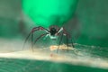 A scary spider walking on a yellow spider web.