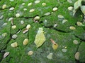 Closeup of Gray Stone Pavement with Green Moss and rock Texture