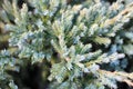 Photo texture of green juniper close branches
