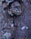 photo of the texture of an old cempedak tree trunk that has started to corrode