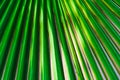 Photo texture of a palm leaf, close-up photo Royalty Free Stock Photo