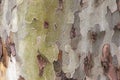 Photo of texture of shed London plane tree bark