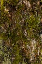 Texture of tree trunk with moss. Royalty Free Stock Photo