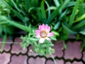 Gently pink flower growing in the front garden Royalty Free Stock Photo