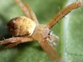 photo of Thomisidae or crab spider yellow