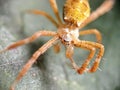 photo of Thomisidae or crab spider yellow